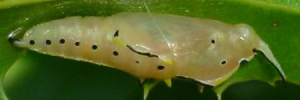 Pupae